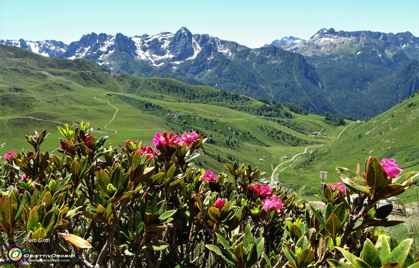 16 Salendo dalla Terrazza Salomon alla cima Mntebello rododendri rossi con vista panoramica.JPG